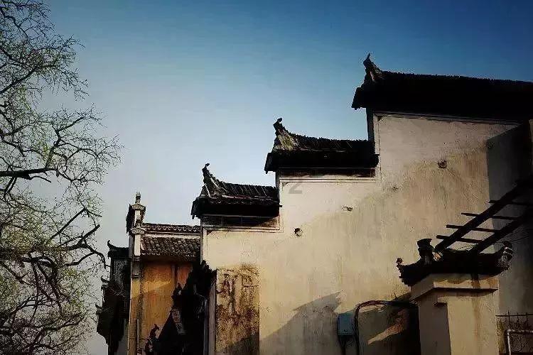 中国突然崛起的冷知识分享平台-栀子花是孝花吗?